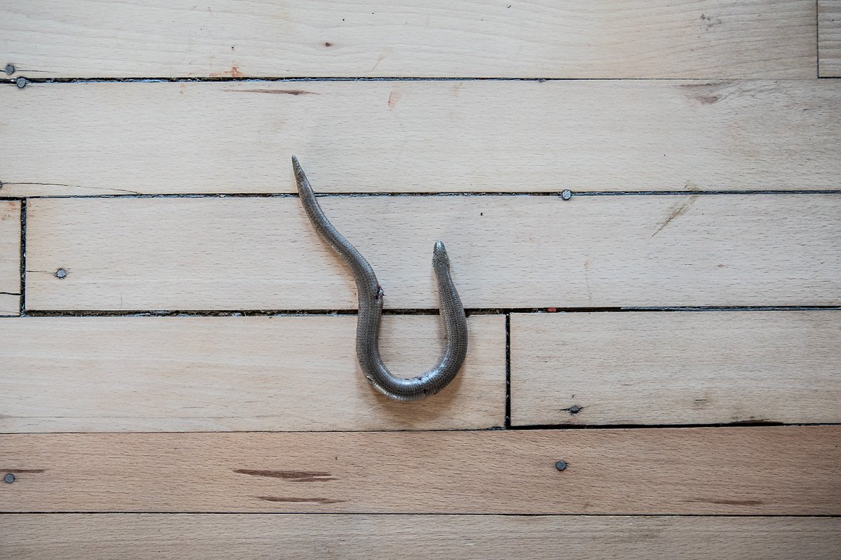 slow worms