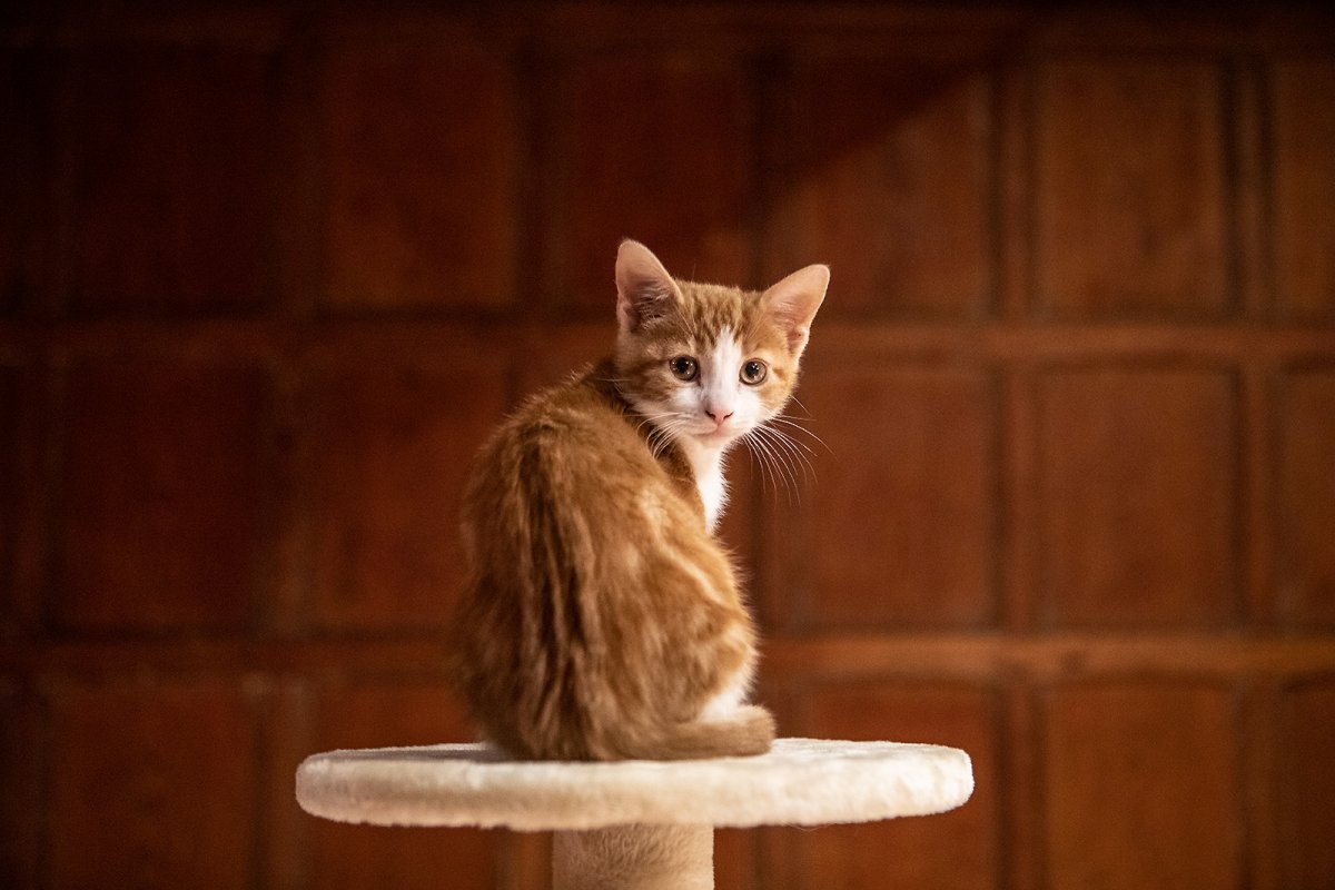 happy cat oct 2017- July 2019 RIP