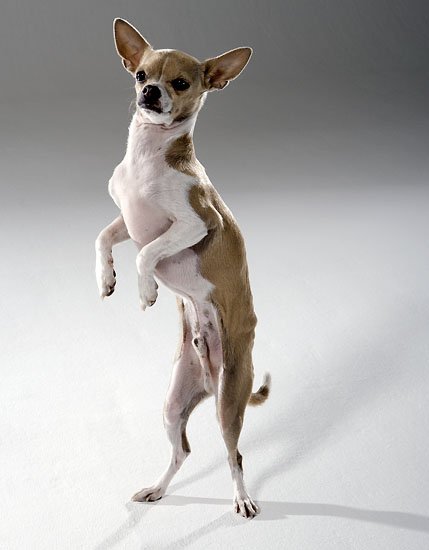 i want a dog...