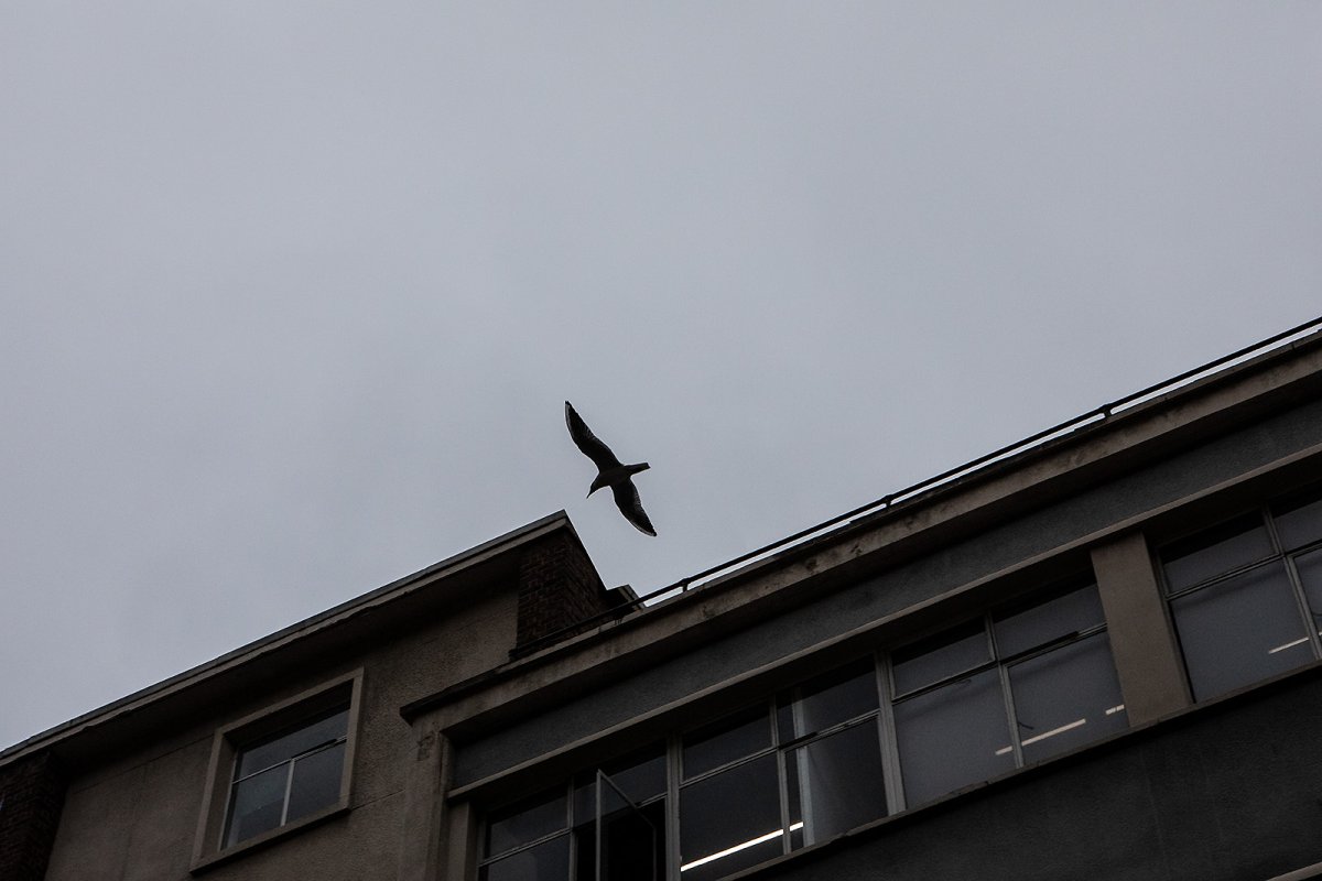 GREY DAY