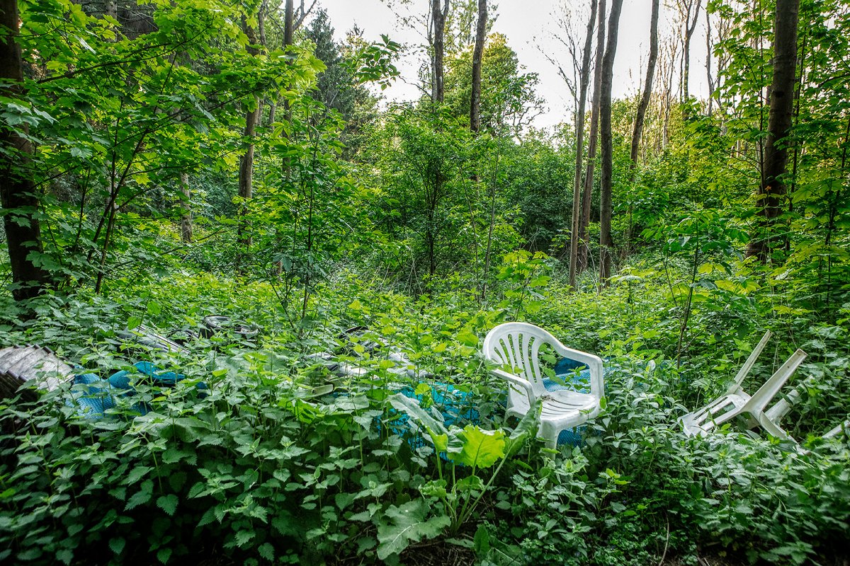 the forest