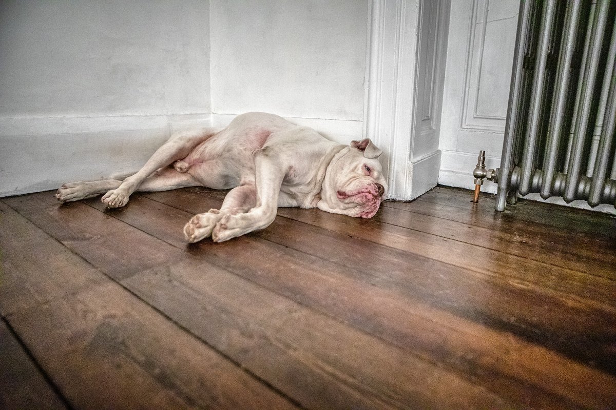 dear dog...