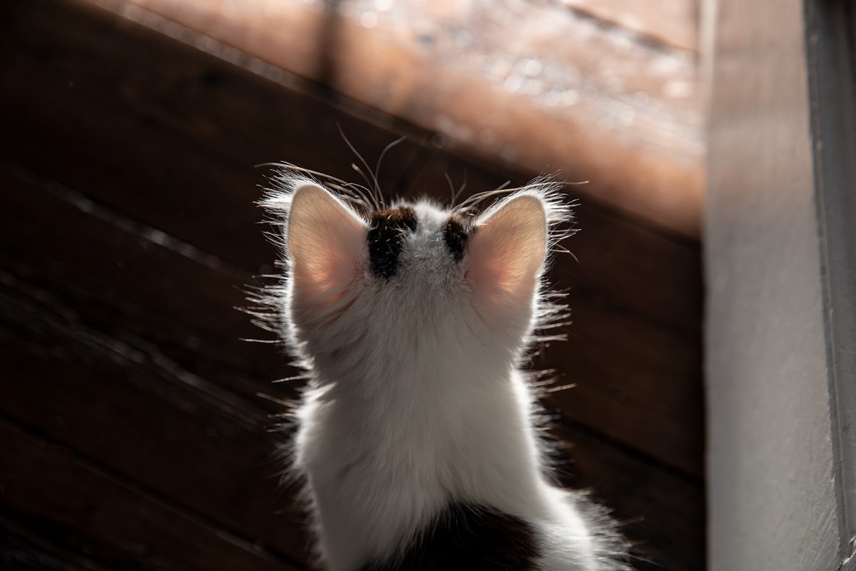 fluff