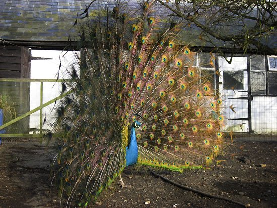 big bird