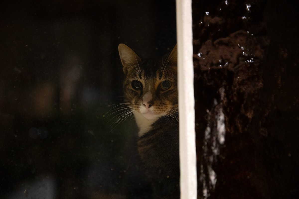 a 9 yard stare
