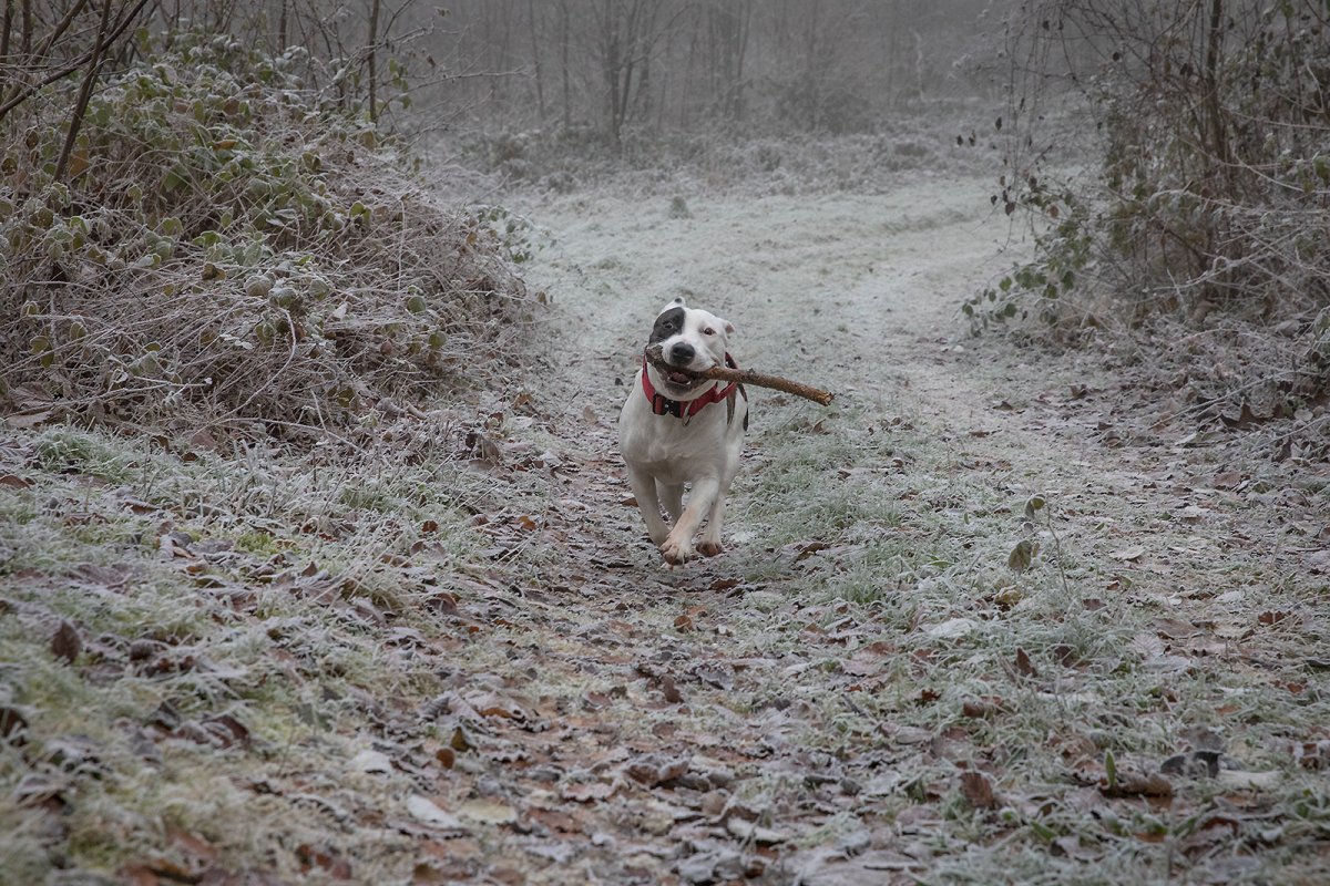 STICK