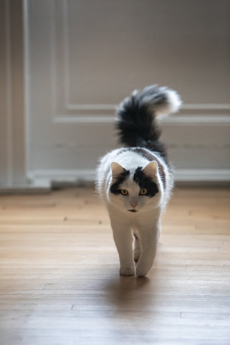a proper catwalk