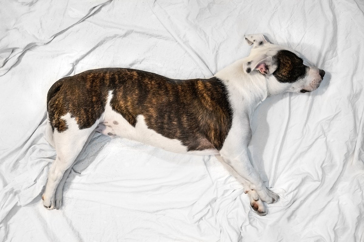 guess the breed