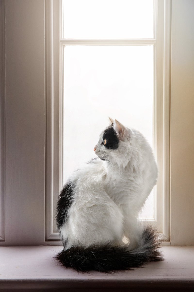 fluff-ball