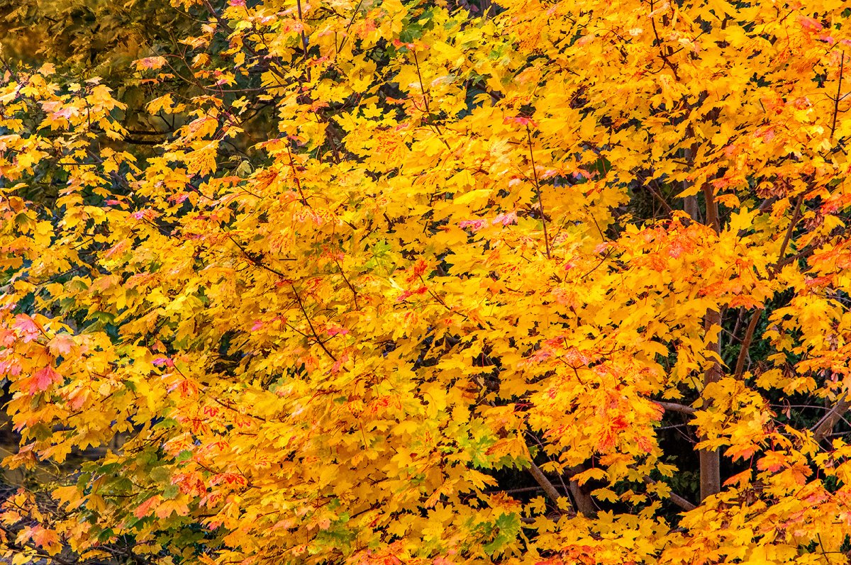 autum, is that chu?