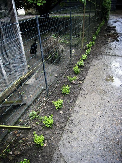 box hedge