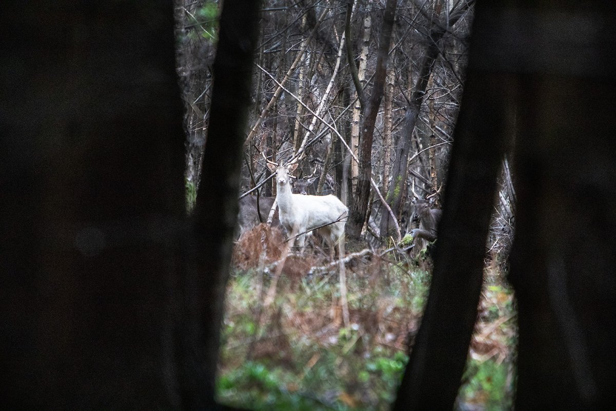 white hart