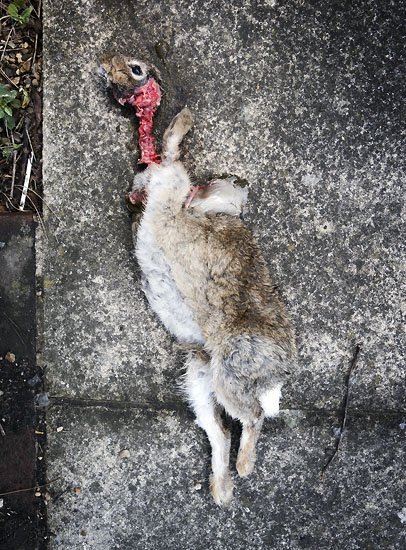 cats 1 rabbits 0