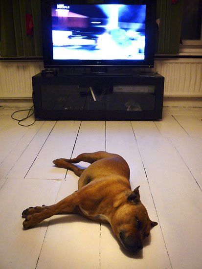 der Hund ist m�de