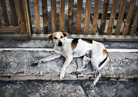 DOG