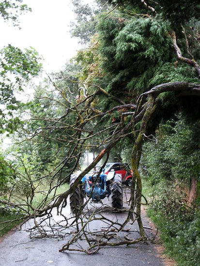 tree down
