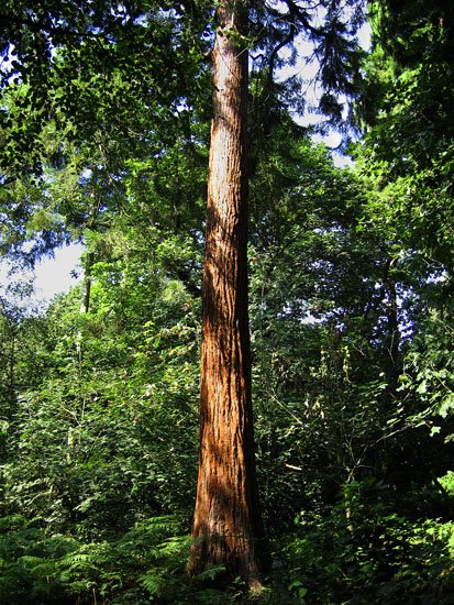 red wood