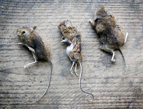 three blind mice...