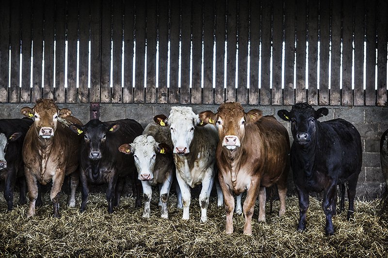 COWS! COWS!!