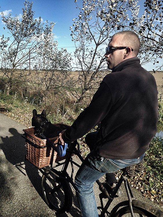 dog in a basket