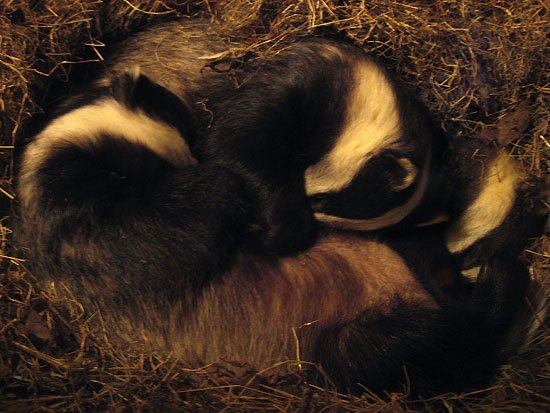 show us yer badger