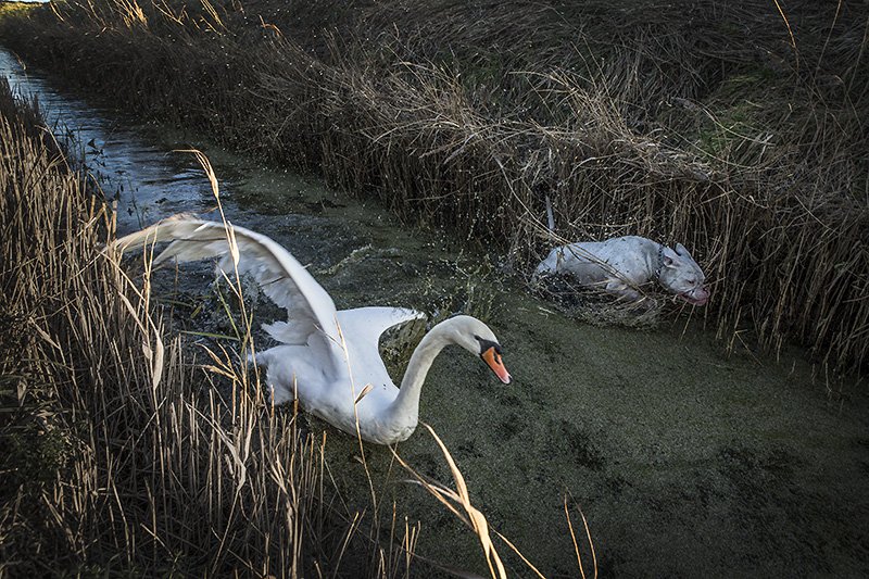 the mr.bunny vs swan race