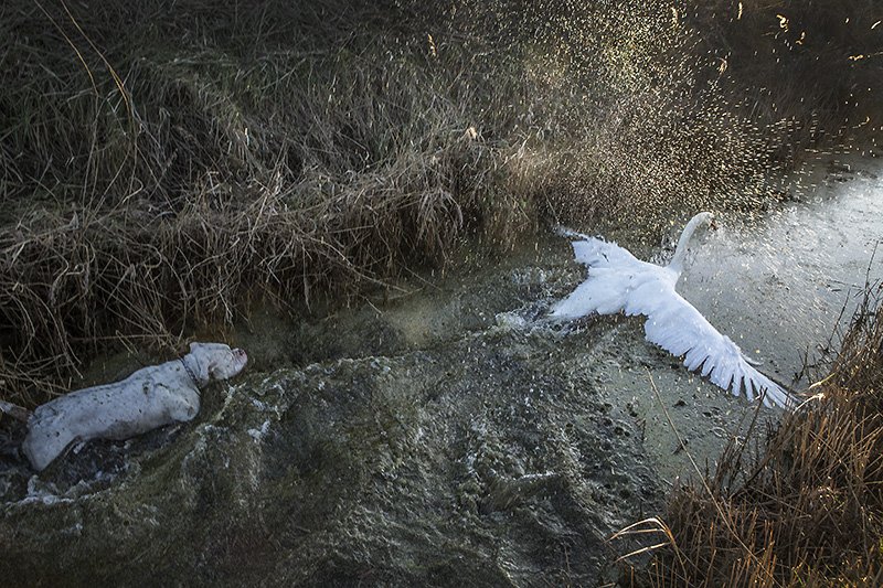 swan 1 mr.bunny 0