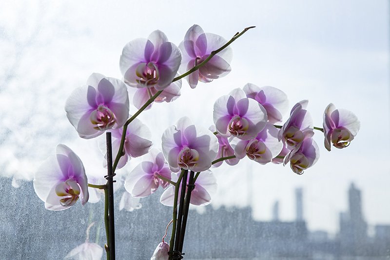 day of the orchids