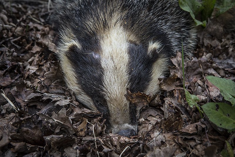 show us yer badger