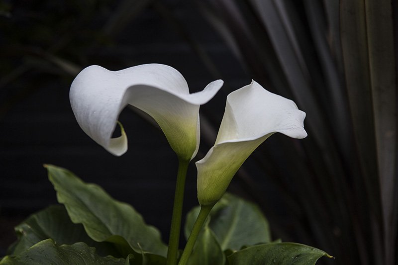 in bloom