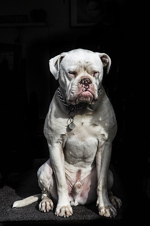 le chien au soleil