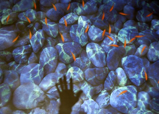 A.I. goldfish
