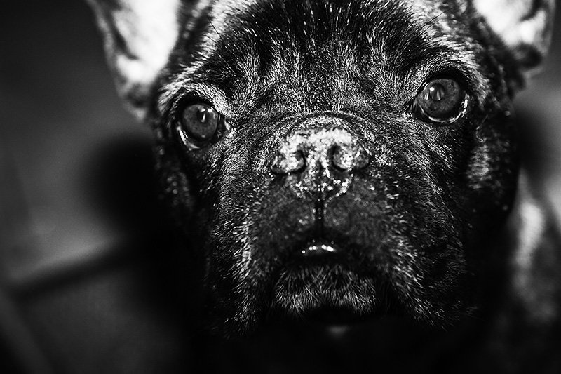 ludwig von t-bone